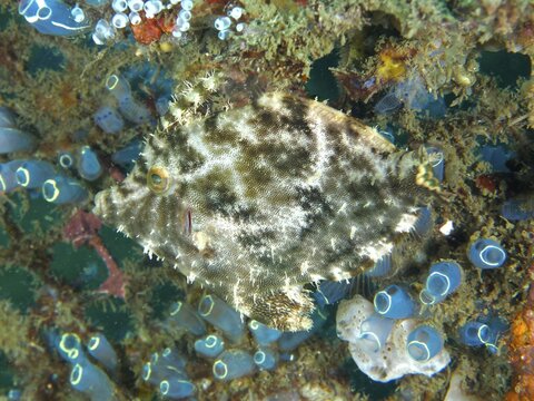 Camouflaged seagrass filefish (Acreichthys tomentosus) moves in a colourful environment with sea squirts, dive site Secret Bay, Gilimanuk, Bali, Indonesia