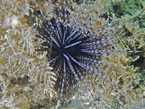 Arbacia lixula with long, black and white spines, Antilles diadem sea urchin (Diadema antillarum), on algae-covered seabed, Blue Heron Bridge dive site, Phil Foster Park, Riviera Beach, Florida, USA