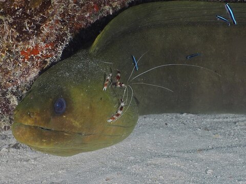 A moray eel with cleaning shrimps in a cramped underwater scene. green moray (Gymnothorax funebris) at cleaning station, with banded coral shrimp (Stenopus hispidus) and neon goby (Elacatinus oceanops), dive site John Pennekamp Coral Reef State Park, Key Largo, Florida Keys, Florida, USA