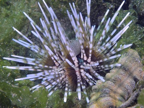 Sea urchin with long, coloured spines, banded sea urchin (Echinothrix calamaris), in a green seaweed landscape, dive site Secret Bay, Gilimanuk, Bali, Indonesia