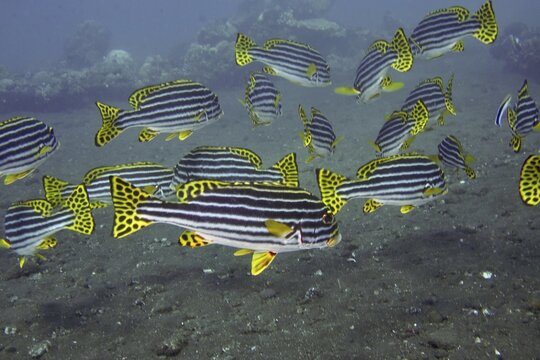 A school of fish with black and yellow stripes, Oriental sweetlips (Plectorhinchus vittatus), swimming over a sandy seabed, dive site USAT Liberty, Tulamben, Bali, Indonesia