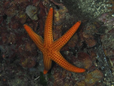 Orange-coloured starfish (Hacelia attenuata) on the seabed in a diverse underwater landscape, Les Grottes dive site, Giens peninsula, Provence Alpes C&ocirc;te d'Azur, France