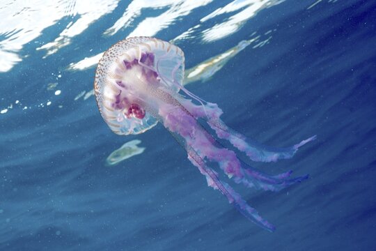Mauve stinger (Pelagia noctiluca) with long tentacles drifting in the blue ocean water under sunlight. Dive site Marine reserve Cap de Creus, Rosas, Costa Brava, Spain, Mediterranean Sea
