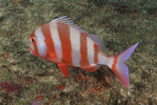 English bream (Chrysoblephus anglicus), bream. Aliwal Shoal Dive Site, Umkomaas, KwaZulu Natal, South Africa