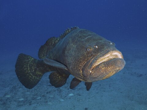 A large grouper, Atlantic goliath grouper Epinephelus itajara, swims alone across the sandy seabed. Dive site Jupiter, Florida, USA