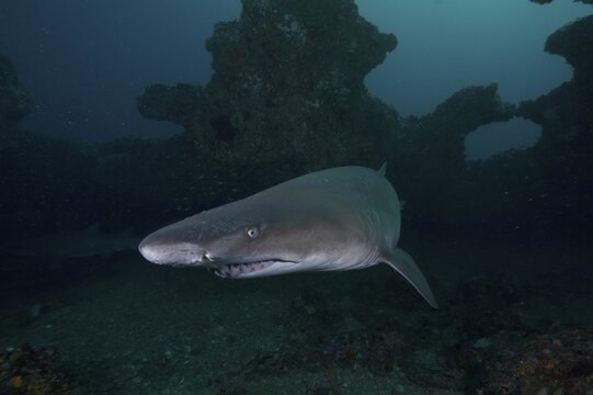 Sand tiger shark (Carcharias taurus) in its den. Gloomy atmosphere. Dive site Protea Banks, Margate, KwaZulu Natal, South Africa