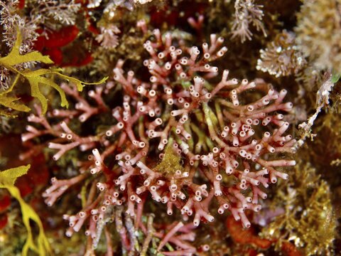 Close-up of fine coral moss (Jania rubens) with clear structural details in the Mediterranean Sea near Hy&egrave;res, dive site Giens Peninsula, Provence Alpes C&ocirc;te d'Azur, France
