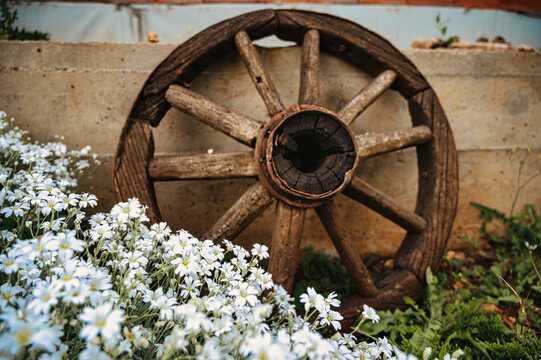 Vintage wooden wagon wheel decoration resting against wall with blooming white garden flowers
