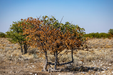 Obraz premium African wildlife gathering at a waterhole in Etosha National Park, Namibia. Elephants, zebras, giraffes and antelopes in their natural habitat under the African sky. 