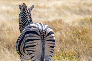 Obraz premium African wildlife gathering at a waterhole in Etosha National Park, Namibia. Elephants, zebras, giraffes and antelopes in their natural habitat under the African sky. 