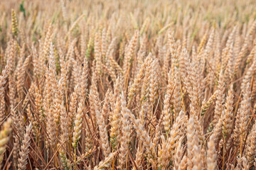 Obraz premium Dense golden wheat field filled with ripe ears at harvest time. Agriculture concept.