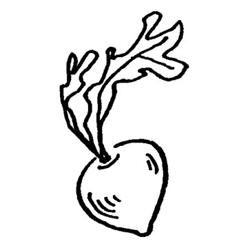 pencil sketch on transparent background - beet