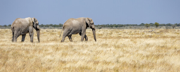 Obraz premium African wildlife gathering at a waterhole in Etosha National Park, Namibia. Elephants, zebras, giraffes and antelopes in their natural habitat under the African sky. 