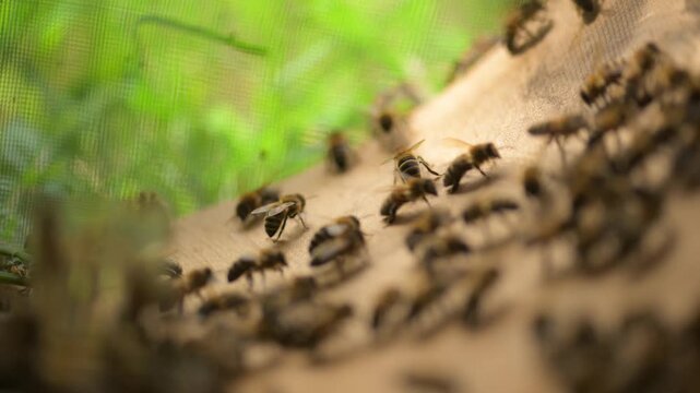 The departure of a new family with a queen bee