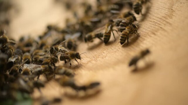 The departure of a new family with a queen bee