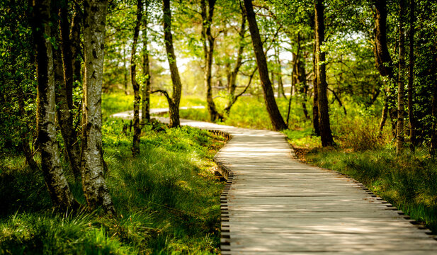 wooden boardwalk in the Black Moor in the Rh&ouml;n region