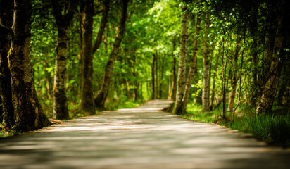 Fototapeta premium wooden boardwalk in the Black Moor in the Rhön region