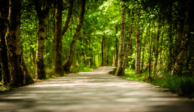 wooden boardwalk in the Black Moor in the Rh&ouml;n region