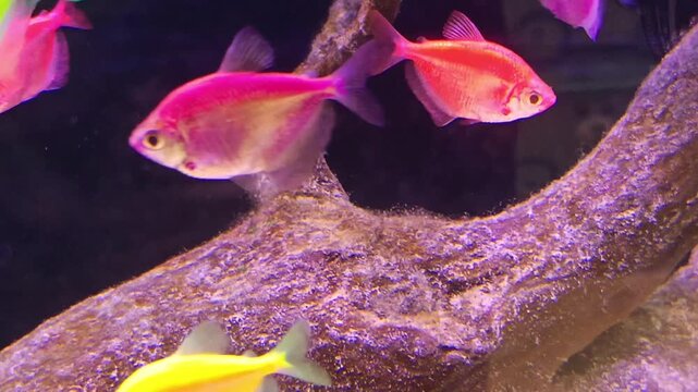 Colorful glofish tetra swimming in aquarium
