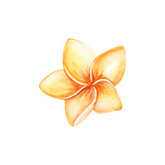 Watercolor illustration of a jungle plumeria flower. Tropical orange flower from a seaside or ocean vacation. Hand-drawn beach accessory. Isolated flower for design, print, and invitations. High © Evgeniia