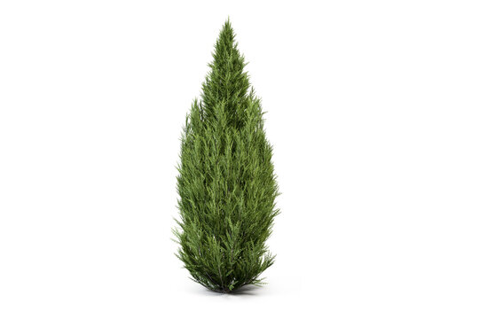 Cypress tree isolated on transparent background, thuja arborvitae plant png