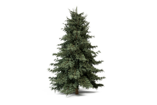 Pine tree isolated on transparent background, christmas fir tree png