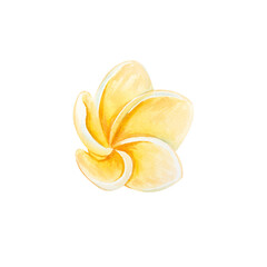 Watercolor illustration of a plumeria flower. A tropical yellow bud inspired by a seaside or ocean vacation. A hand-drawn beach accessory. Isolated flower for design, print, and invitations. © Evgeniia