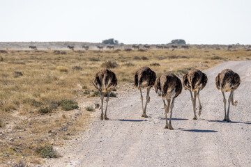 Obraz premium African wildlife gathering at a waterhole in Etosha National Park, Namibia. Elephants, zebras, giraffes and antelopes in their natural habitat under the African sky. 