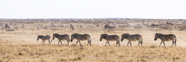 Obraz premium African wildlife gathering at a waterhole in Etosha National Park, Namibia. Elephants, zebras, giraffes and antelopes in their natural habitat under the African sky. 