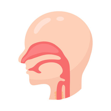 Detailed human head sagittal view illustrating respiratory and upper digestive system anatomy