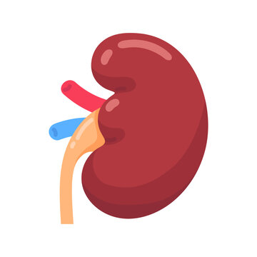 Vibrant anatomical illustration of a healthy human kidney, depicting its vital structure with vessels and ureter.