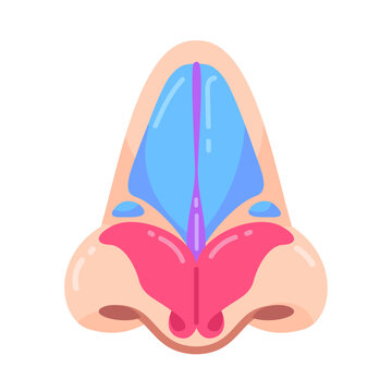 Simplified graphic of human nasal cavity anatomy, showing septum and internal respiratory system.