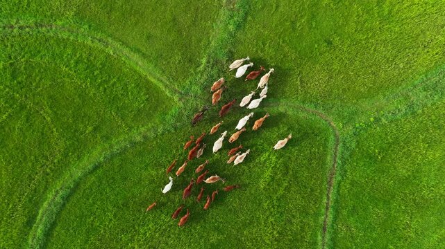Aerial drone pull out shot of herd of cows walking across lush green fields as expanding landscape reveals geometric farmland patterns during daytime in Tamil Nadu, India