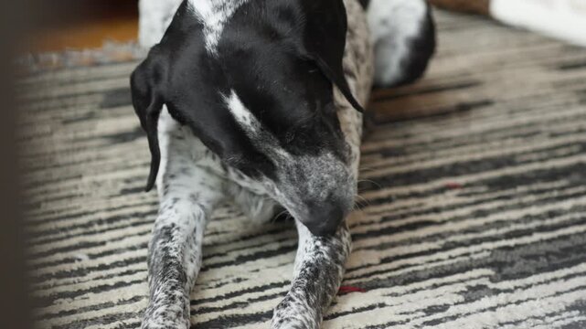 Black and white dog lying on a patterned rug indoors, licking its paw in a calm home setting with soft natural light and relaxed pet behavior.
