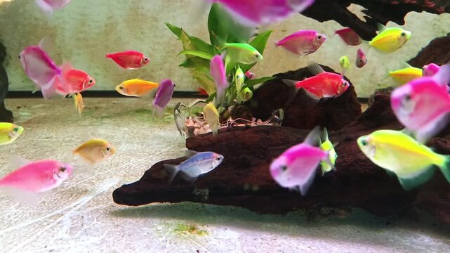 Group of colorful glofish swimming in tank aquarium