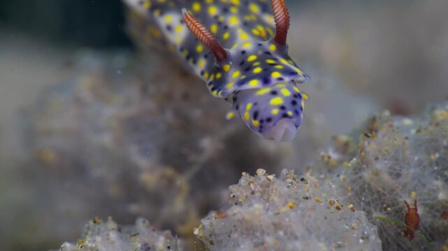 Closeup shot of a colorful dorid nudibranch ((Hypselodoris roo) feeding on a toxic sponge. It extends it's mouth parts and bites off a piece of sponge. Filmed in Anilao, Philippines