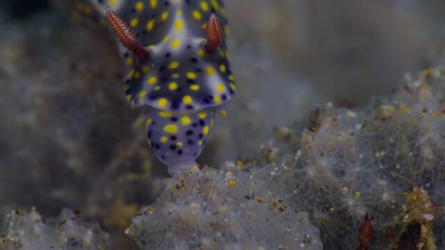 Closeup shot of a colorful dorid nudibranch ((Hypselodoris roo) feeding on a toxic sponge. It extends it's mouth parts and bites off a piece of sponge. Filmed in Anilao, Philippines