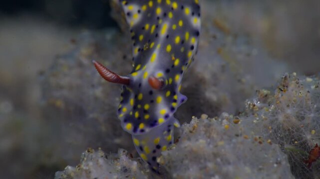 Closeup shot of a colorful dorid nudibranch ((Hypselodoris roo) feeding on a toxic sponge. It extends it's mouth parts and bites off a piece of sponge. Filmed in Anilao, Philippines