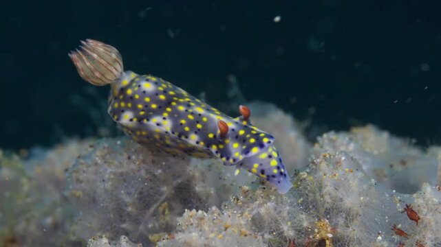 Wide shot of a colorful dorid nudibranch ((Hypselodoris roo) feeding on a toxic sponge. Filmed in Anilao, Philippines