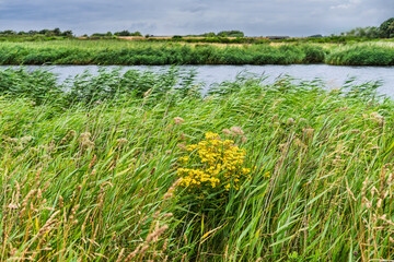 Obraz premium Common Ragwort Amidst Grassy Marshland Scenic Landscape Photography