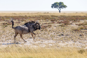 Obraz premium African wildlife gathering at a waterhole in Etosha National Park, Namibia. Elephants, zebras, giraffes and antelopes in their natural habitat under the African sky. 