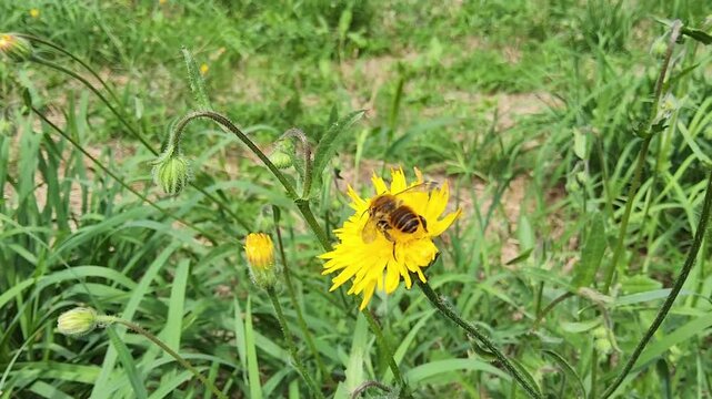 Honey bee (Apis mellifera, European honeybee) collecting pollen on a yellow hawkweed flower (Hieracium, hawkbit) in a green meadow on a sunny summer day.