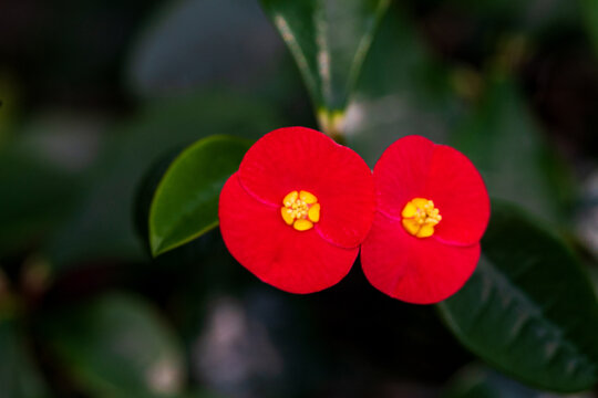 Close Up Euphorbia Geroldii Red Cyathia Flowers