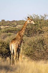 Obraz premium African wildlife gathering at a waterhole in Etosha National Park, Namibia. Elephants, zebras, giraffes and antelopes in their natural habitat under the African sky. 