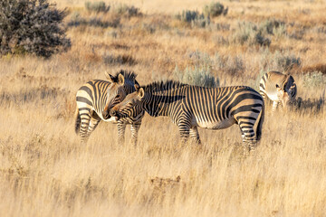 Obraz premium African wildlife gathering at a waterhole in Etosha National Park, Namibia. Elephants, zebras, giraffes and antelopes in their natural habitat under the African sky. 