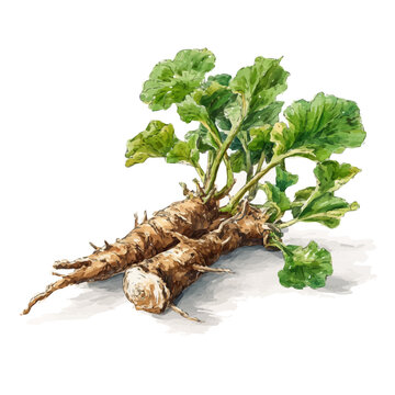 Burdock Root, isolated watercolor element on white background