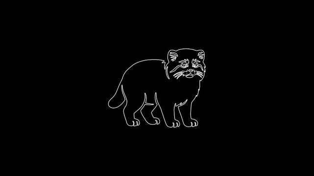 Animated line drawing of pallas's cat manul