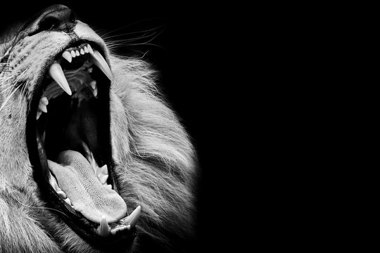 Black and white roaring lion close up, dramatic wildlife portrait, dramatic detail