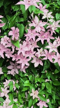 Vertical video. Pink clematis flowers blooming in summer garden, climbing plant.