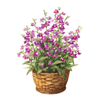 Angelonia Basket, realistic watercolor artwork on white background